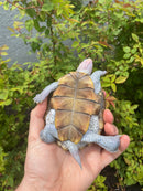 Ornate Diamondback Terrapin Male