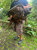 Alligator Snapping Turtle Adult Male