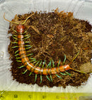 Mint Leg Giant Centipede (Scolopendra subspinipes spp.)