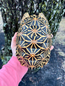 Indian Star Tortoise 2019