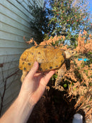 Forstens Tortoise Adult  Male 10 (Indotestudo forstenii)