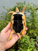 McCord's Box Turtle Adult Male