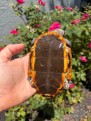 Twist-necked Turtle LTC Female
