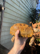 Forstens Tortoise Adult  Male 11 (Indotestudo forstenii)