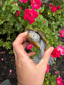 Adult Northern Diamondback Terrapin Male