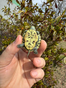 Mitch Clown Red Eared Slider Turtle