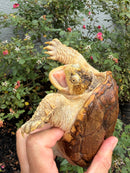 Hypomelanistic Common Snapping Turtle 2024