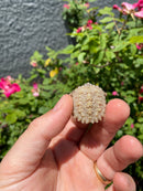 Albino Florida Snapping Turtle 2026