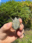 Hi White Concentric Diamondback Terrapin 2025
