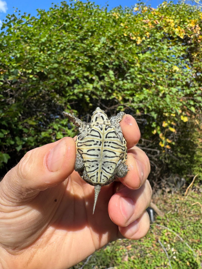 Hi White Concentric Diamondback Terrapin 2025