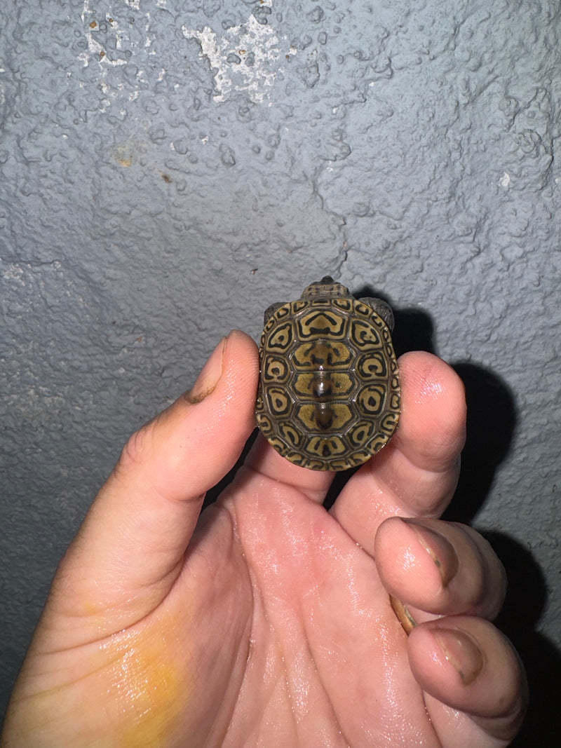 Hi White Concentric Diamondback Terrapin 2024