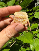 Paradox Albino Common Snapping Turtle