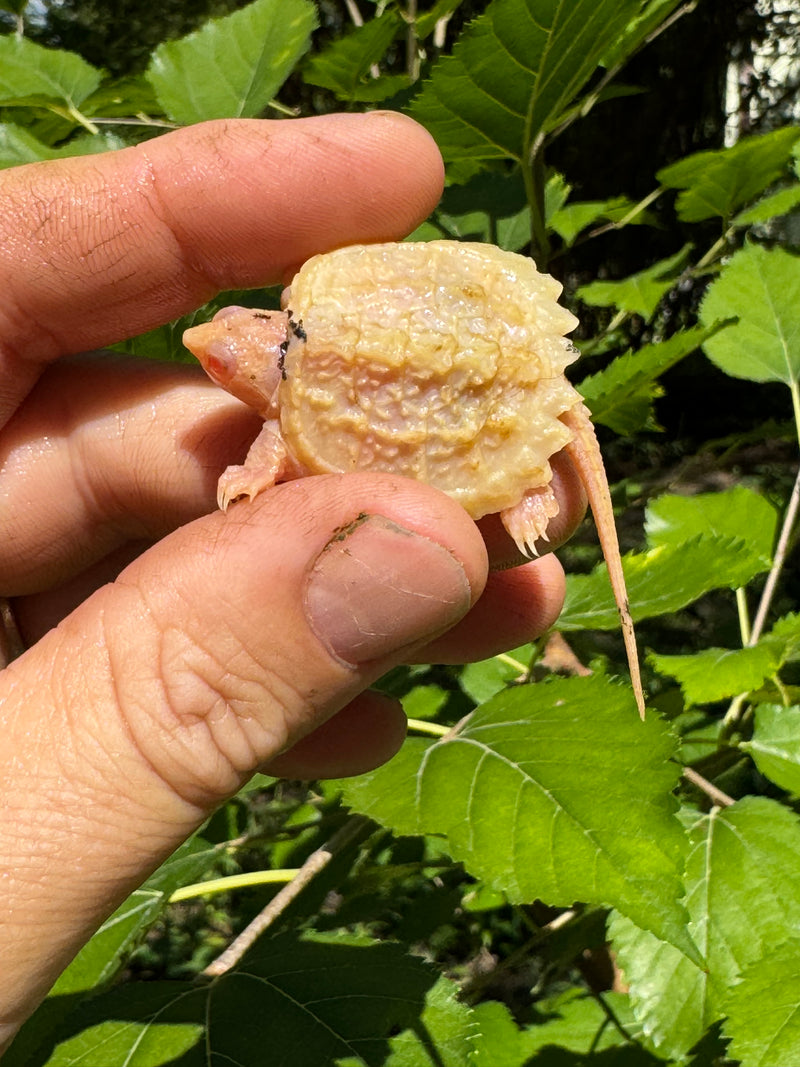 Paradox Albino Common Snapping Turtle