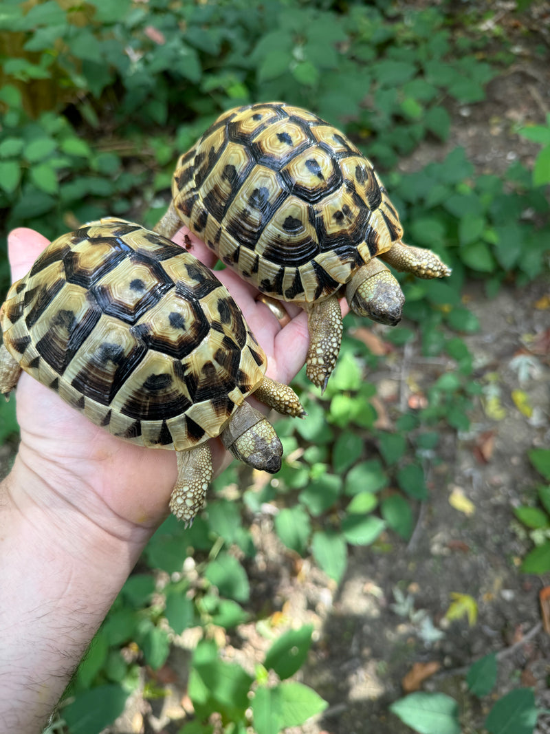 Eastern Hermann's Tortoise Pair