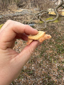 Baby Albino Common Snapping Turtle Female