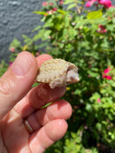 Albino Florida Snapping Turtle 2026