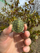 Mitch Clown Red Eared Slider Turtle