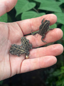 Oak Toad Adults (Anaxyrus quercicus)