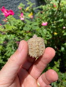 Albino Florida Snapping Turtle 2026
