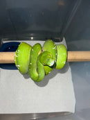 Aru Green Tree Python Male