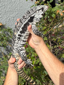 Blue Tegu Adult Female Breeder