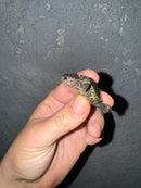 Hi White Concentric Diamondback Terrapin 2024