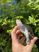 Ornate Diamondback Terrapin Female