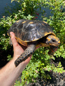 Red Foot Tortoise Adult Male