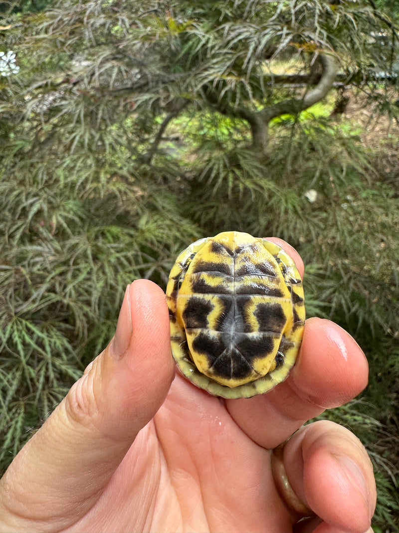 HI YELLOW Florida Box Turtle Baby 2024