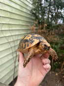 Jordanian Golden Greek Tortoise Female