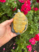 Adult Northern Diamondback Terrapin Male