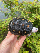 Ornate Diamondback Terrapin Male