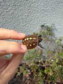 Hi Color Eastern Box Turtle Baby