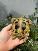 Eastern Hermann's Tortoise Adult Female