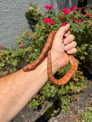 Red Salt Marsh Water Snake Adult Female