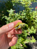 Mitch Clown Red Eared Slider Turtle