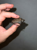 Cinnamon Snapping Turtle