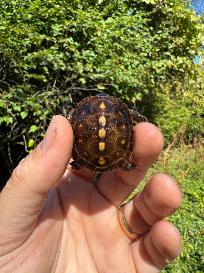 Hi Color Orange Baby Eastern Box Turtle