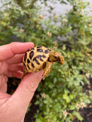 Burmese Star Tortoise 2026