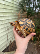 Jordanian Golden Greek Tortoise Female