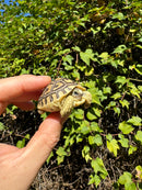 Leopard Tortoise 2024