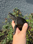 Franco-Italian Pond Turtle Adult Male