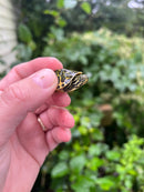 Yellow Flame Baby Florida Red Bellied Turtle
