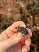HI YELLOW Florida Box Turtle Baby