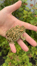 Egyptian Giant Green Toads (Sclerophrys regularis)