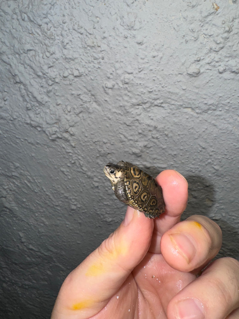 Hi White Concentric Diamondback Terrapin 2024