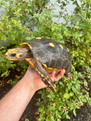 Red Foot Tortoise Adult Female