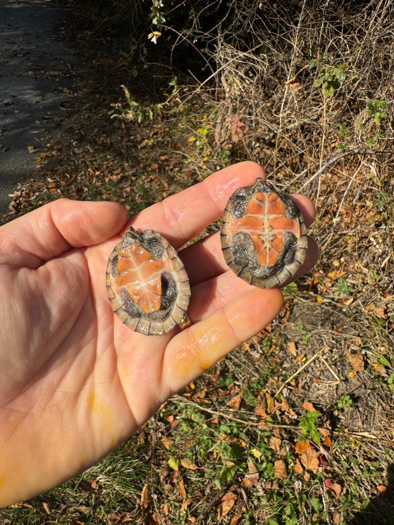 Stripe-necked Musk Turtle Juvenile Pair