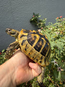 Eastern Hermann's Tortoise Adult Male