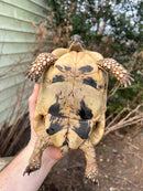Libyan Greek Tortoise Adult Female